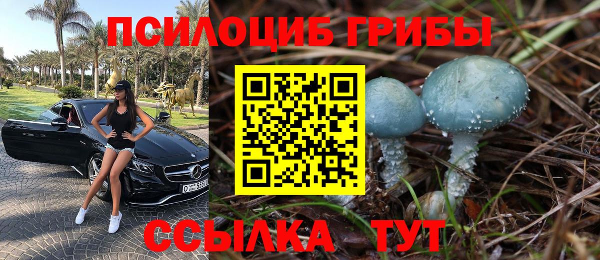 Пугачёв  Псилоцибиновые грибы Psilocybe  Вход с VPN 